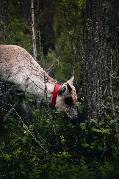 Egy Függőleges Felvétel Rénszarvasokról Amint Legelnek Erdőben — Stock Fotó