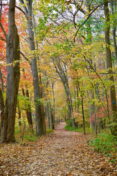 Eine Schöne Vertikale Aufnahme Eines Weges Durch Herbstliche Waldbäume Einem — Stockfoto