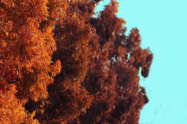 Zbliżenie Strzał Jesiennych Drzew Pod Jasnym Niebem — Zdjęcie stockowe