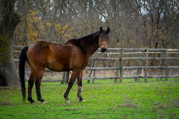 白天在田野里拍到一匹马的美丽照片 — 图库照片