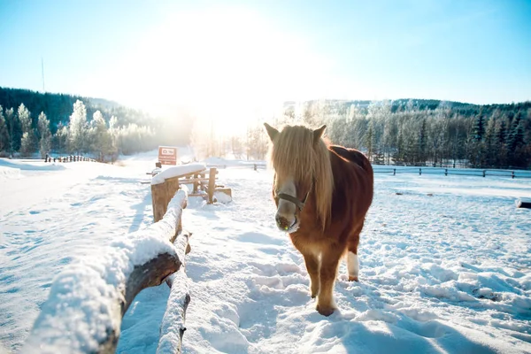 Красивый Снимок Исландской Лошади Закате Зимой — стоковое фото