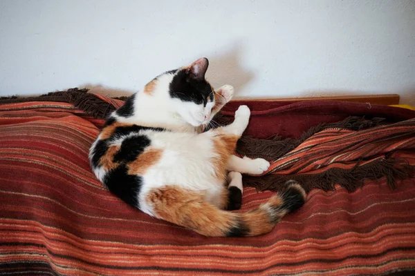 Nahaufnahme Einer Katze Die Auf Einer Couch Liegt — Stockfoto