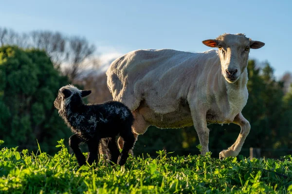 Крупный План Овец Бараниной Ферме Бленхейм Новая Зеландия — стоковое фото