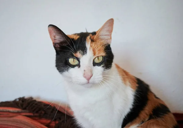 A closeup of the cute calico cat looking at the camera.