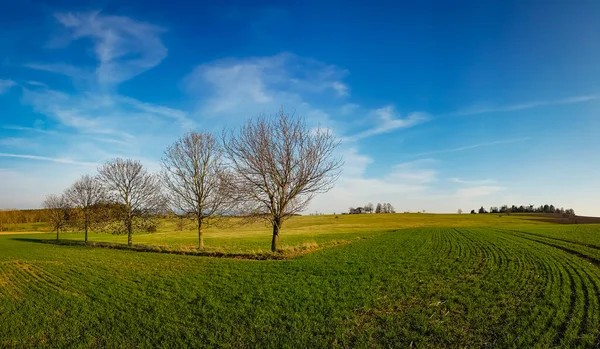 Piękny Krajobraz Gołych Drzew Zielonym Polu Pod Zachmurzonym Niebem — Zdjęcie stockowe