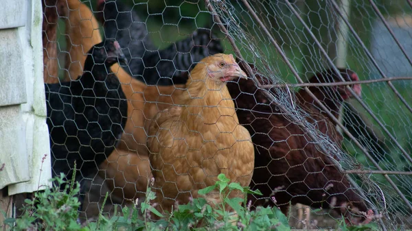 Egy Közeli Felvétel Három Csirkéről Tyúkólban Zöld Mezővel Háttérben — Stock Fotó