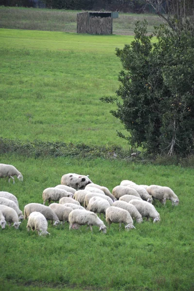 Plan Vertical Troupeau Moutons Broutant Sur Champ Vert — Photo