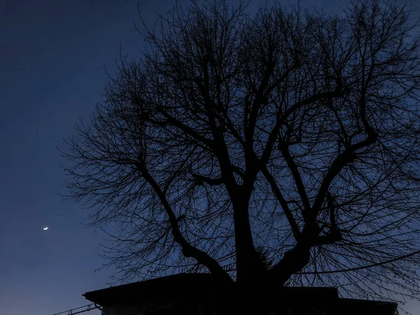 Une Silhouette Arbre Une Structure Sous Ciel Nocturne — Photo