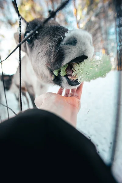 Vertical Closeup Hand Feeding Reindeer Fence — Stock Photo, Image