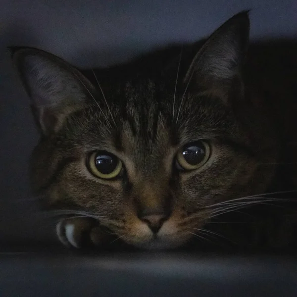 Closeup Shot Tabby Cat Face Laying Looking Camera — Stock Photo, Image