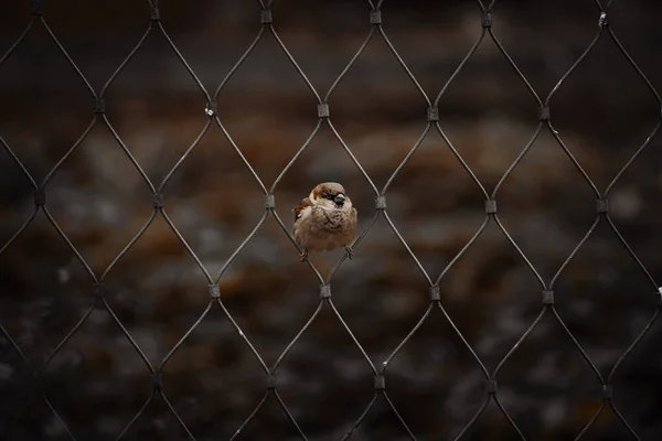 Mignon Moineau Arboricole Eurasien Marron Perché Sur Une Clôture Métallique — Photo