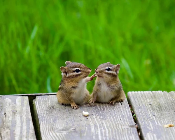 Tiro Seletivo Foco Dois Chipmunks Placa Madeira — Fotografia de Stock