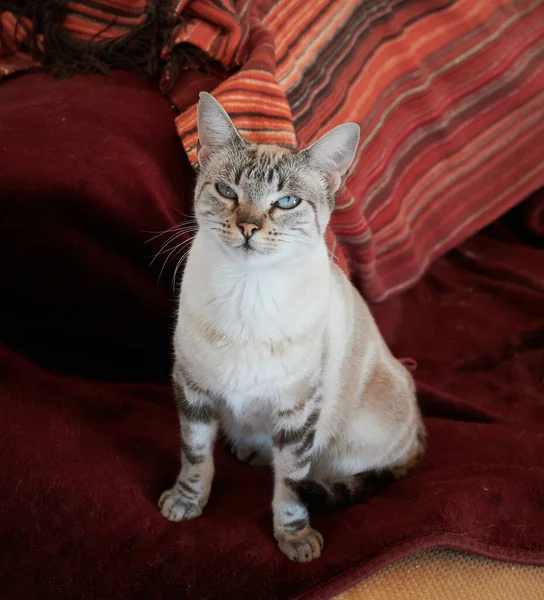 Primer Plano Vertical Del Gato Bicolor Con Ojos Azules Sentados — Foto de Stock