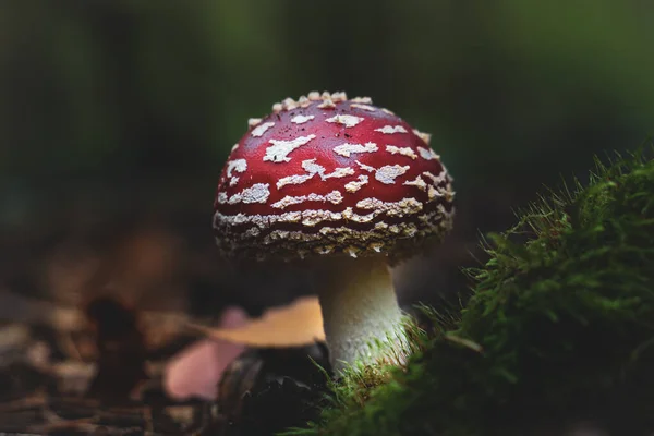 Tiro Close Cogumelo Vermelho Toadstool Floresta — Fotografia de Stock