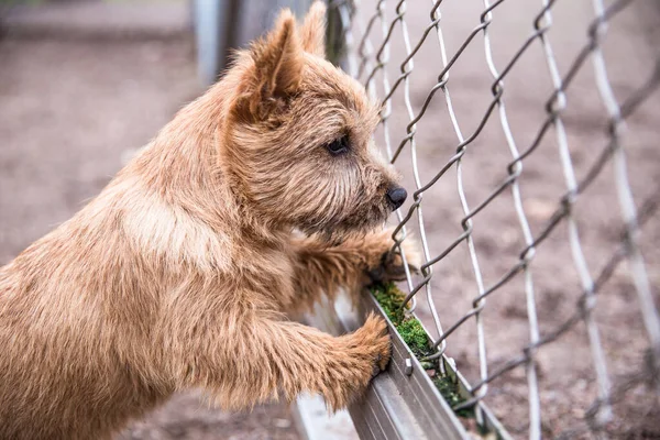 Simpatico Cane Norwich Terrier Guardando Fuori Dalla Recinzione — Foto Stock