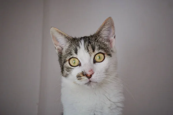 카메라를 쌍안경 고양이의 — 스톡 사진