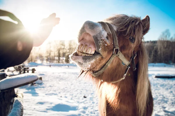 Ett Närbild Porträtt Brun Häst Med Munnen Öppen Stående Solljus — Stockfoto