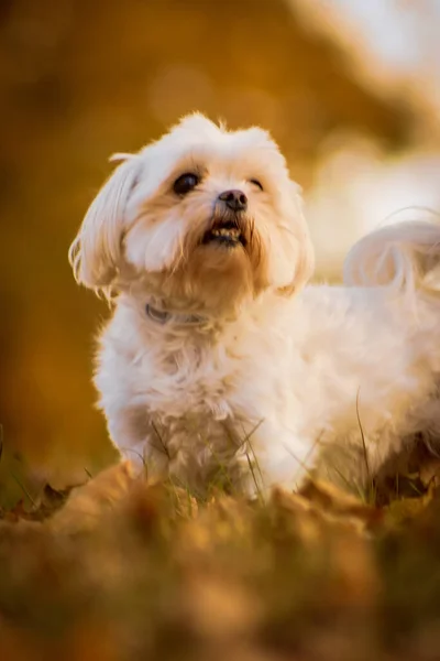 Disparo Vertical Perro Havanese Aire Libre —  Fotos de Stock