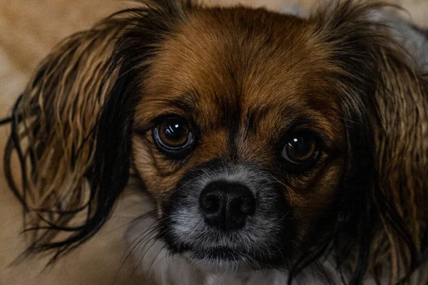 Gros Plan Adorable Chien Aux Yeux Marron — Photo