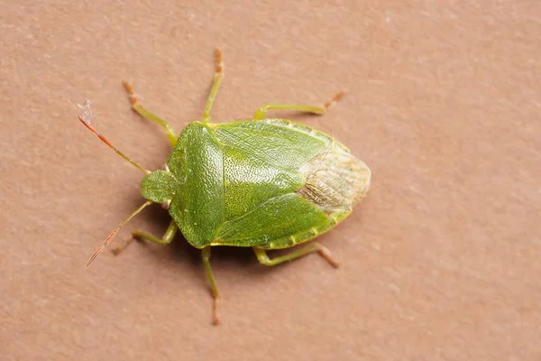 Tiro Close Percevejo Verde Palomena Prasina Uma Superfície Marrom — Fotografia de Stock