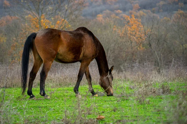野原で草を食べる孤独な馬の美しいショット — ストック写真