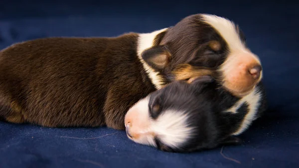 Primer Plano Dos Perros Staffordshire Terrier Americanos Durmiendo Sobre Una —  Fotos de Stock