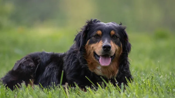 Närbild Bild Vacker Söt Australisk Shepherd Hund Grön Trädgård — Stockfoto