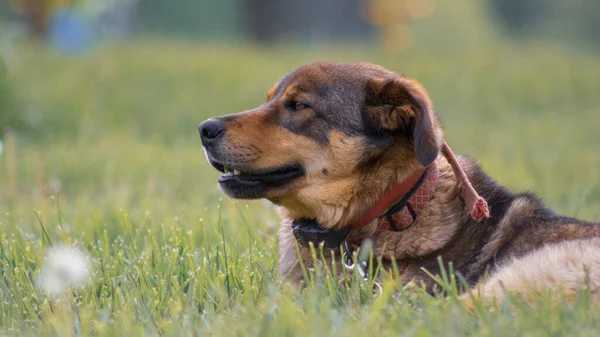 Egy Közeli Kép Egy Gyönyörű Kutyáról Amint Egy Zöld Földön — Stock Fotó