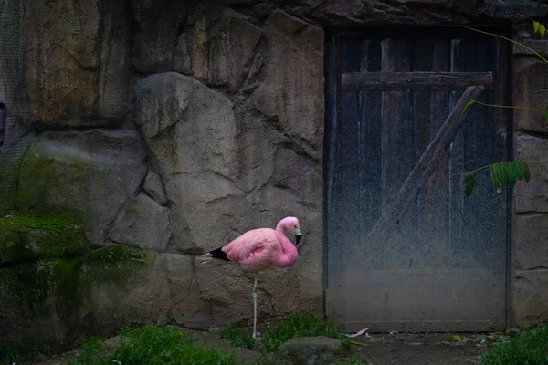 Egy Oldalsó Kilátás Egy Gyönyörű Chilei Flamingóra Odakint — Stock Fotó