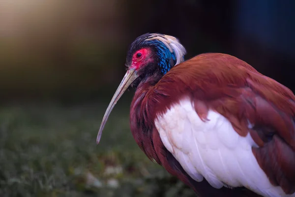 Simpatico Ibis Madagascar Ibis Madagascar Crestato Con Lungo Becco Seduto — Foto Stock