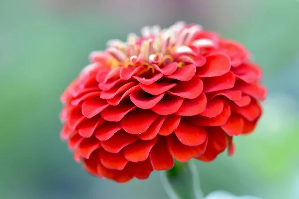 Zbliżenie Zinnia Pełen Wdzięku Kwiat — Zdjęcie stockowe
