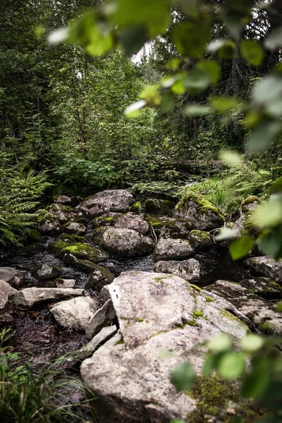 森の中の水の中の石の塊 — ストック写真