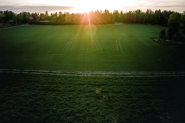 Jasny Zachód Słońca Niebo Świecące Nad Polem Porkkalanniemi Kirkkonummi Finlandia — Zdjęcie stockowe