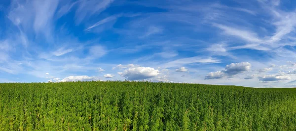 Colpo Panoramico Campo Infinito Cannabis — Foto Stock