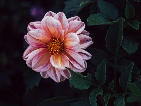 Närbild Små Blommor — Stockfoto