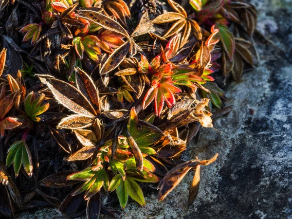 在岩石形成过程中生长的绿色苔藓和野生植物的特写 — 图库照片