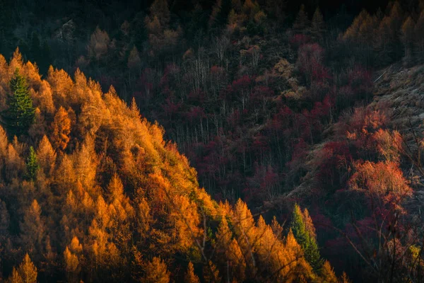 Sonbaharda ormanlık bir dağın havadan görünüşü