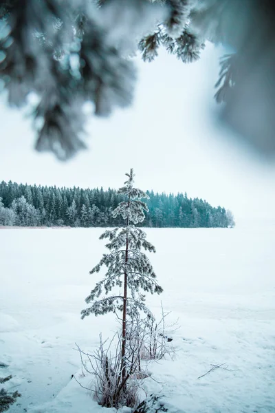 Vertical Selective Focus Shot Small Evergreen Tree Wintertime Background Snowy — Stock Photo, Image