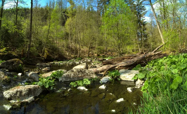 Schöne Aufnahme Eines Flusses Wald — Stockfoto