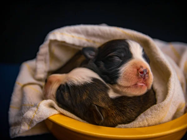 毛布で覆われた黄色のベッドで寝ている2匹のアメリカのスタッフォードシャー テリアの犬のクローズアップショット — ストック写真