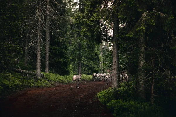 Стадо Оленів Ходять Лісі — стокове фото