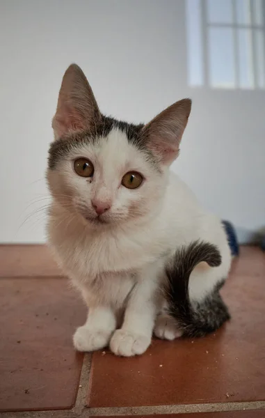 Tiro Foco Seletivo Gato Adorável Relaxando Chão — Fotografia de Stock