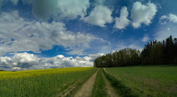 青空の下に咲く木々と草原の道路の景色 — ストック写真