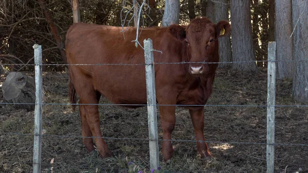 A photo of a brown cow behind a fence