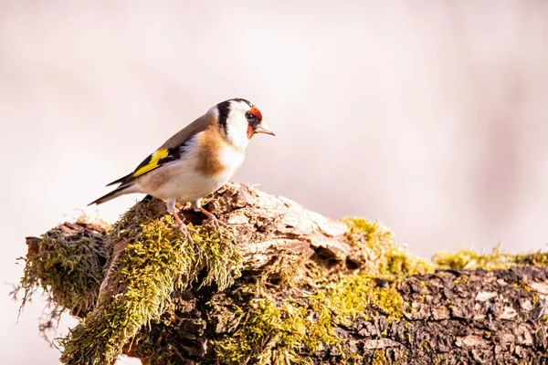 A shallow focus shot of an European Goldfinch stands on an old rotten branch in bright sunlight with blurred background