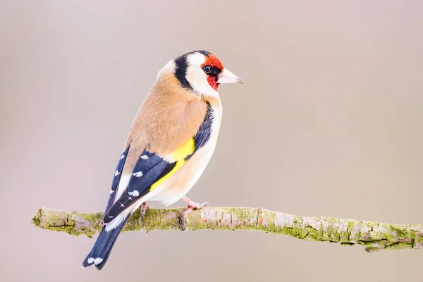 A shallow focus of a cute little colorful European goldfinch bird sitting on a twig watching around