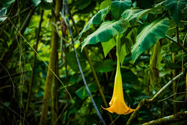 Primer Plano Una Flor Trompeta Amarilla Árbol Waimea Valley Oahu —  Fotos de Stock