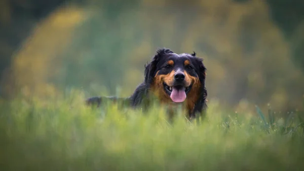 Een Closeup Shot Van Een Mooie Schattige Australische Herder Hond — Stockfoto