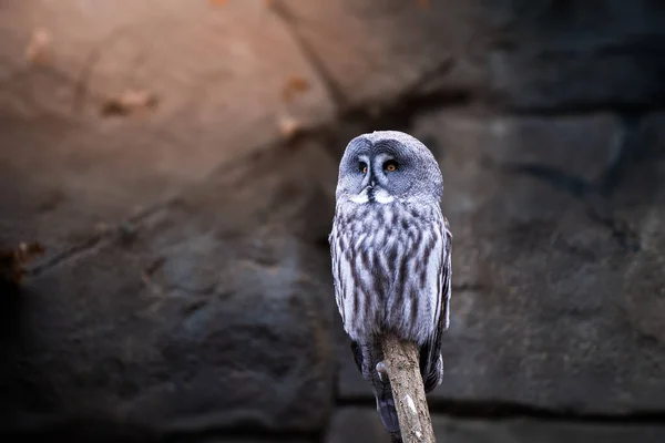 Tahta Bir Direğe Tünemiş Güzel Gri Bir Baykuş — Stok fotoğraf