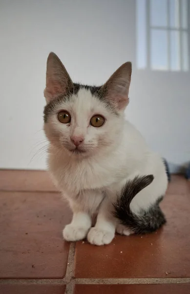 家の中の床に座っている短い髪の茶色と白の子猫のクローズアップショット — ストック写真